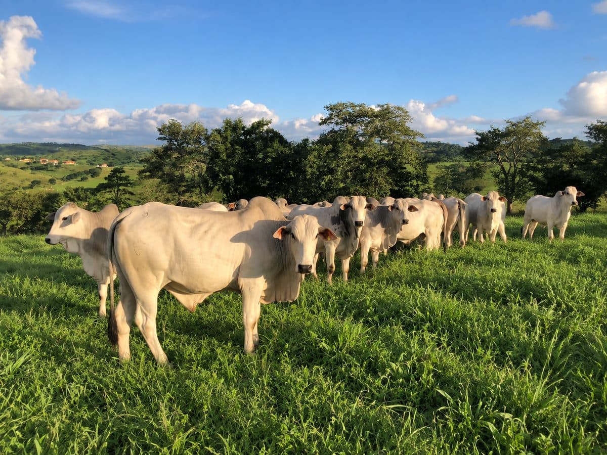 Rebanho em pastagem verde em uma propriedade rural